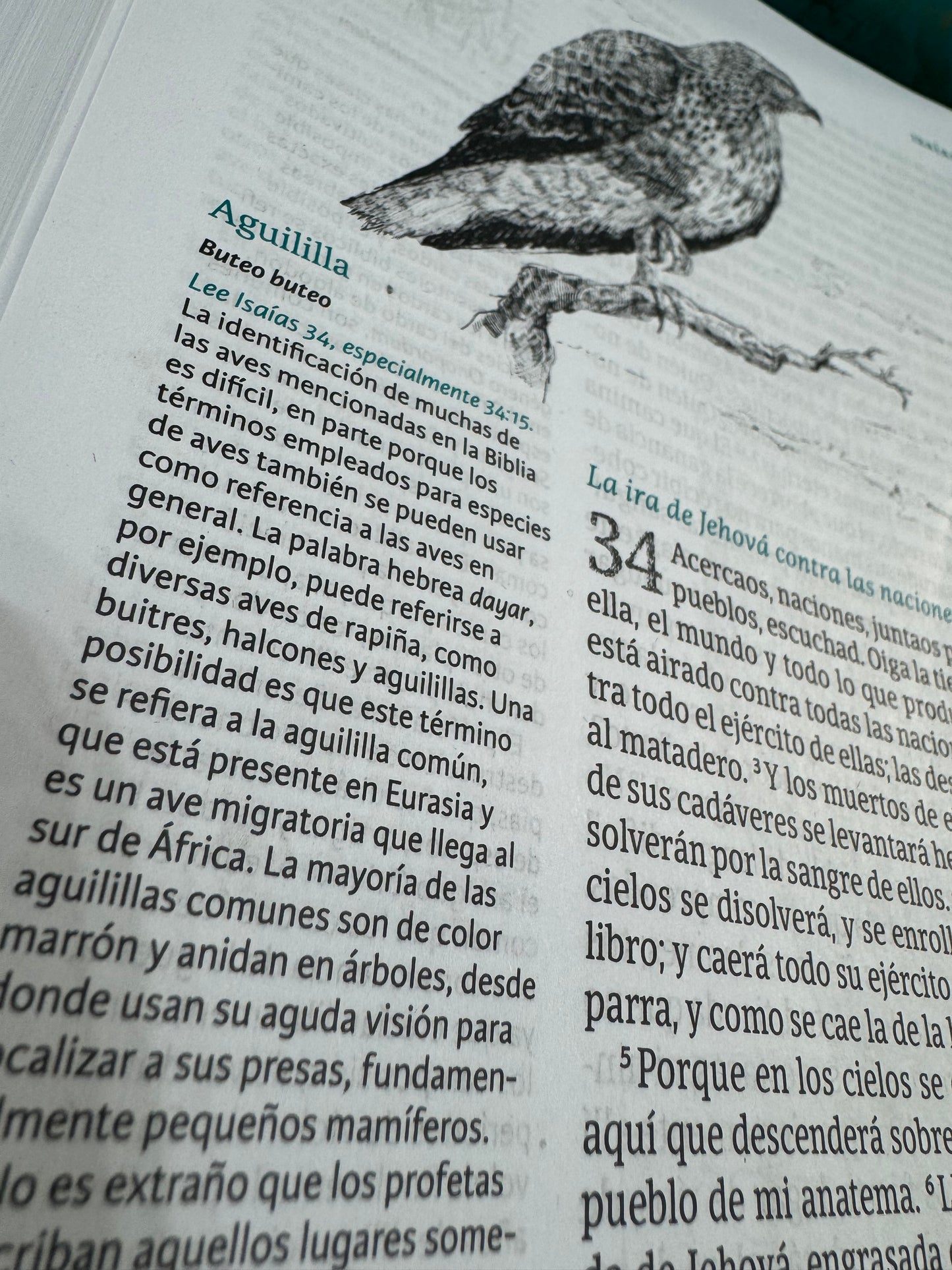 Biblia ilustrada de la Creación