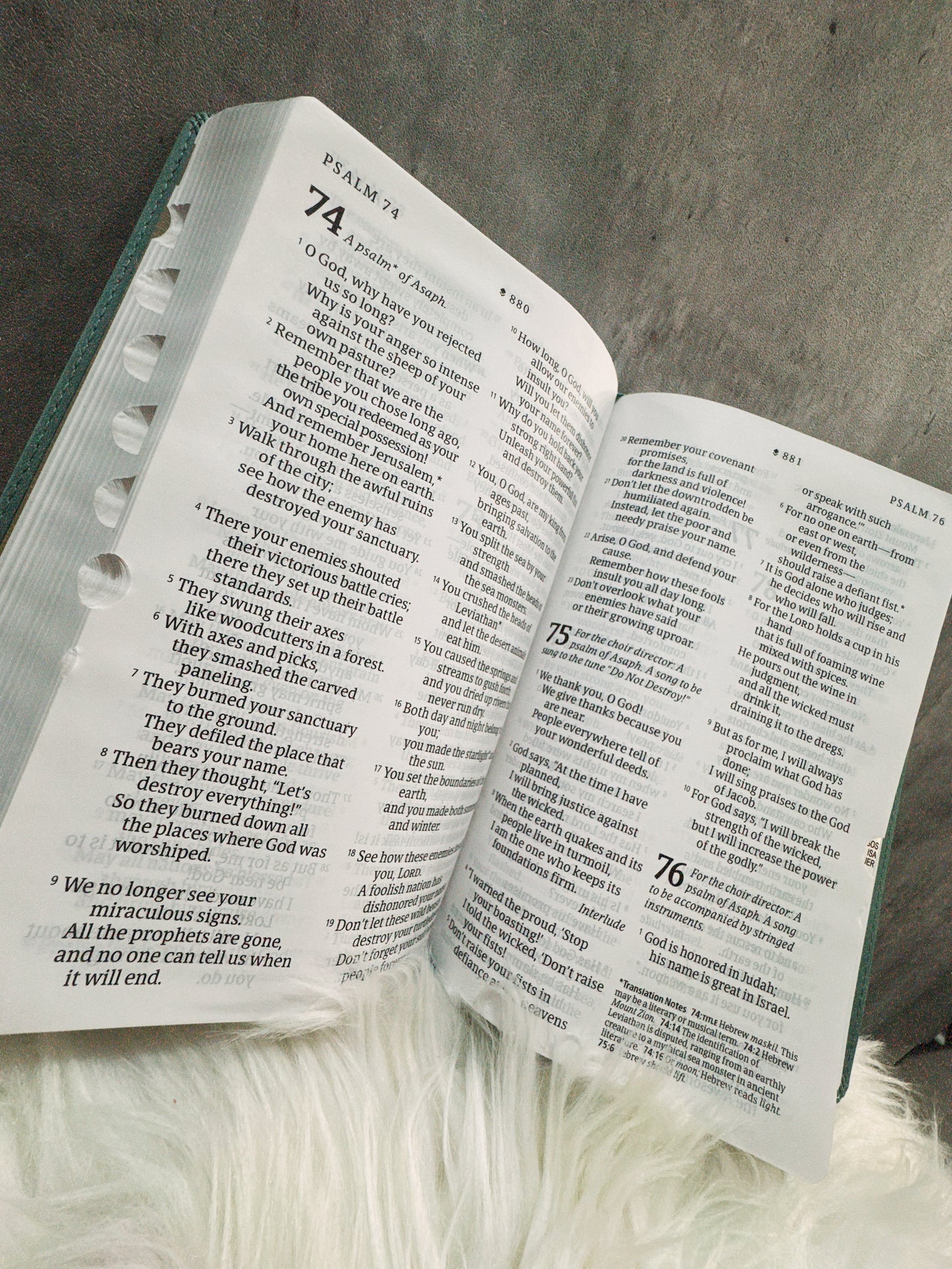 NLB H.Bible (En inglés)